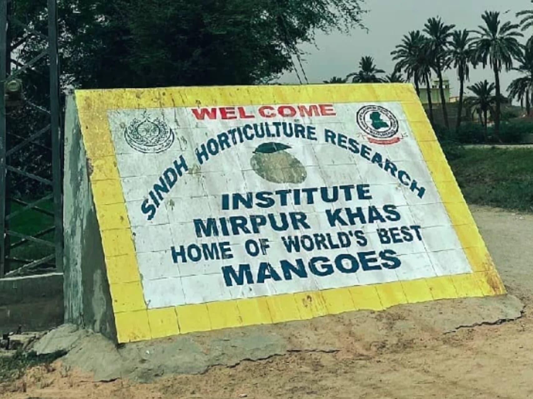 Freshly harvested Sindhri mangoes from Mirpurkhas