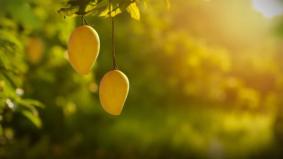 How We Pick the Best Fruit