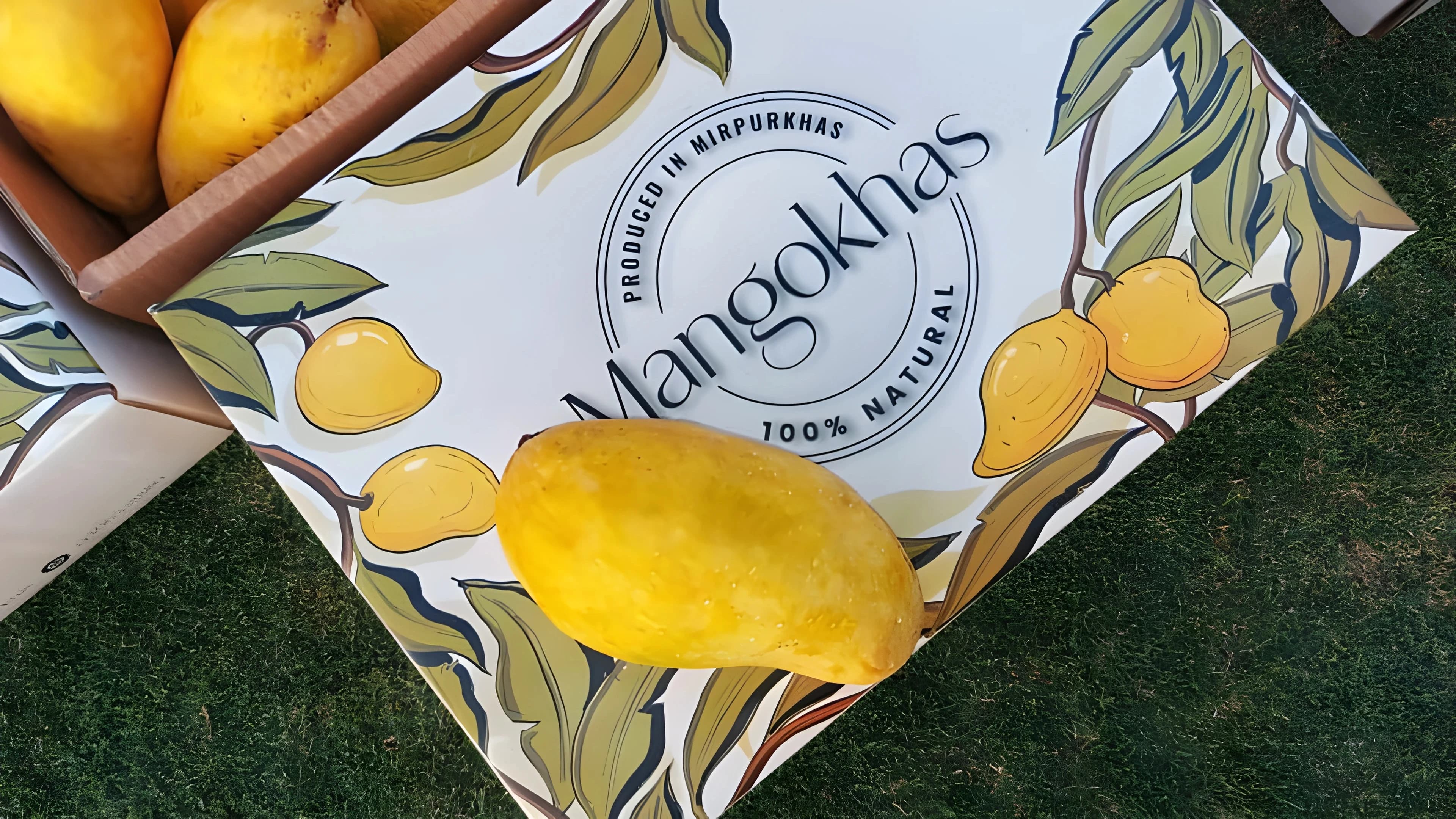 Fresh Pakistani Sindhri mangoes in a basket – Mangokhas