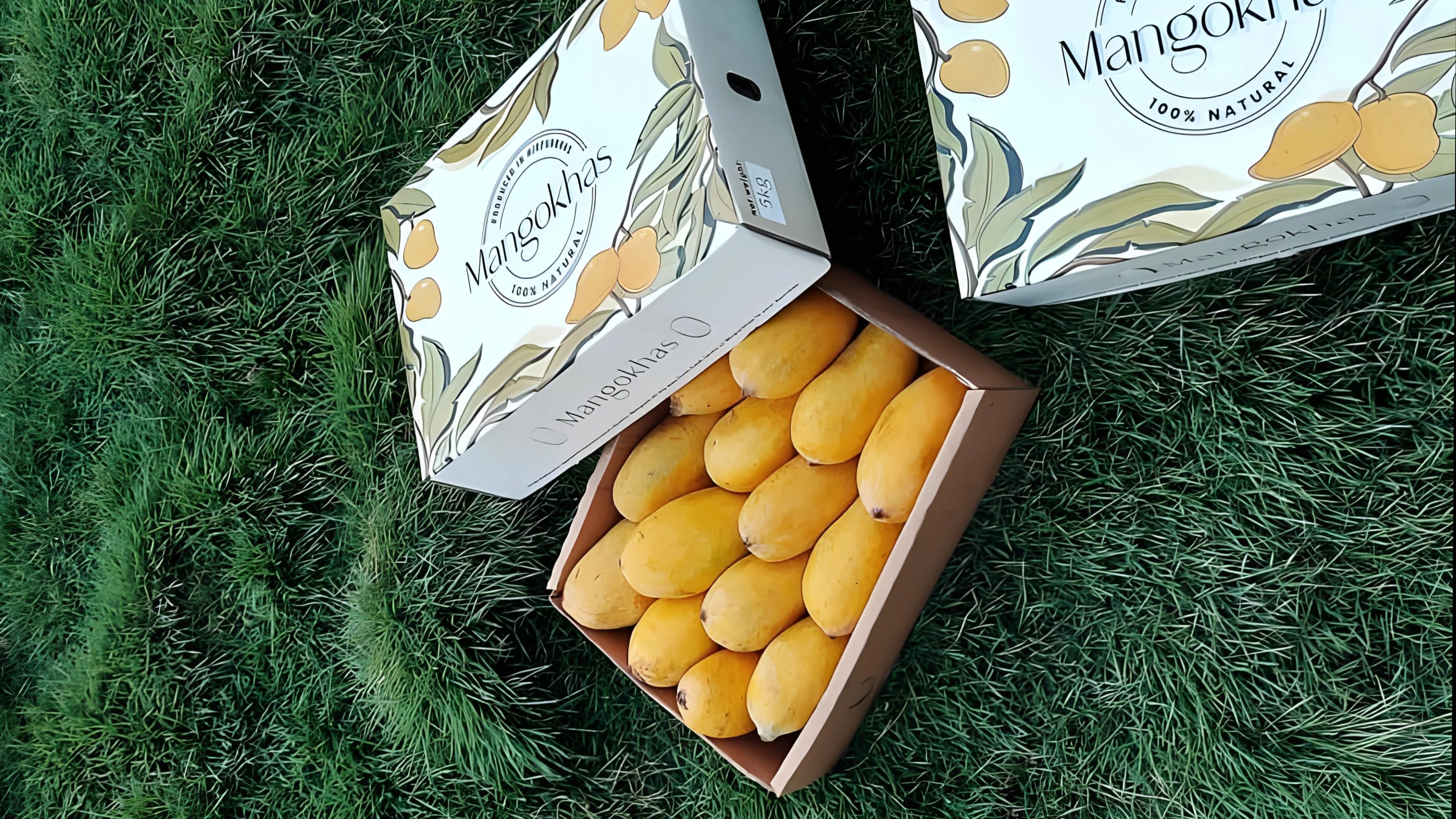 Fresh Sindhri mangoes from Mangokhas
